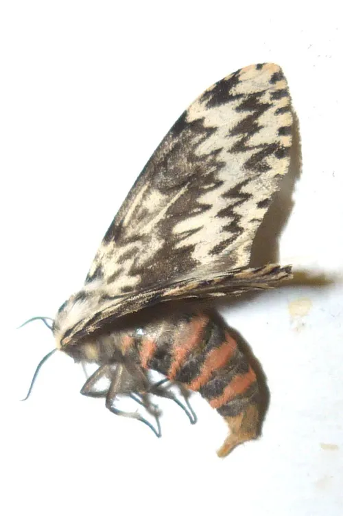 Black Arches - photo 6