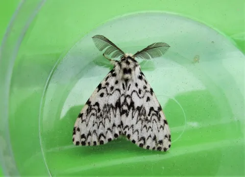 Black Arches - photo 7