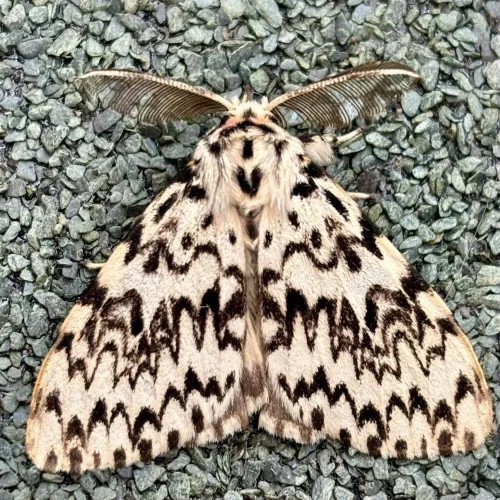 Black Arches - photo 8