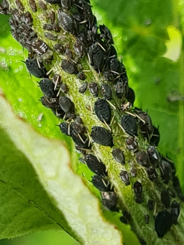 Black Bean Aphid - photo 2