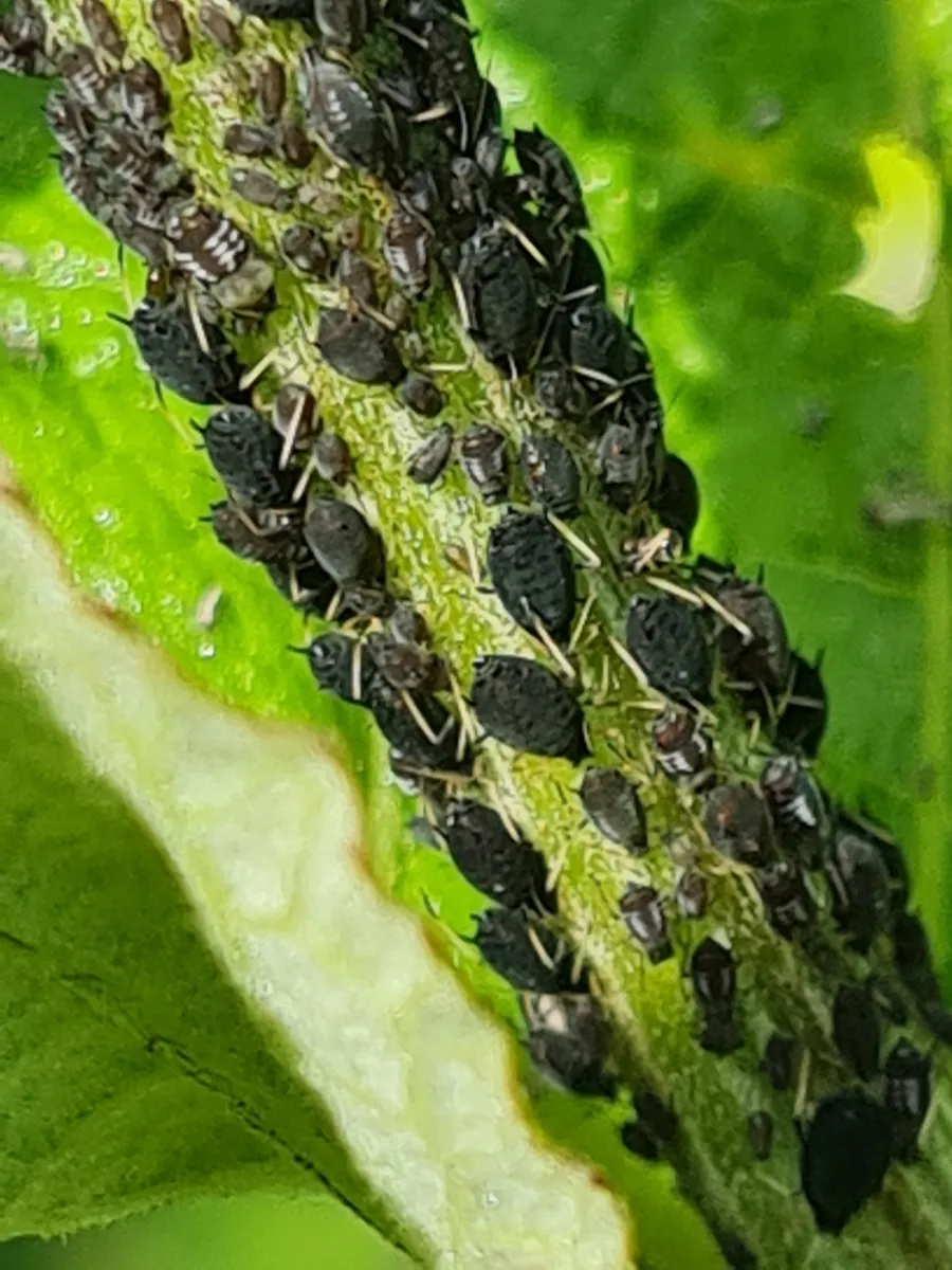 Black Bean Aphid - photo 3