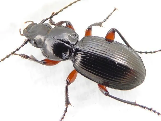 Black Clock Beetle - photo 2