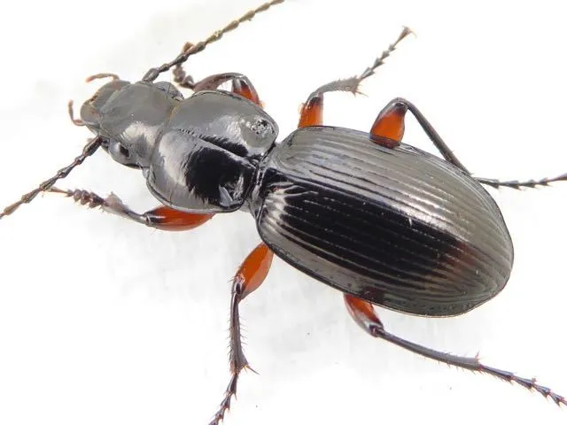 Black Clock Beetle - photo 3