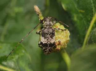 Black-clouded Longhorn Beetle agg. - photo 2
