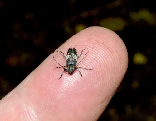 Black-clouded Longhorn Beetle agg. - photo 3