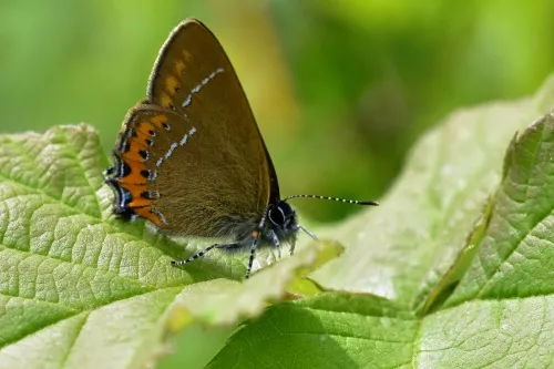 Black Hairstreak