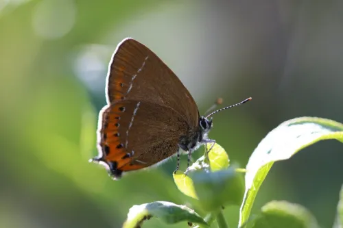 Black Hairstreak - photo 2