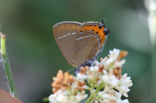 Black Hairstreak - photo 3