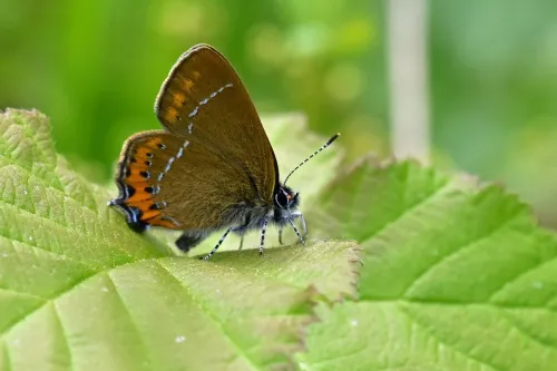 Black Hairstreak - photo 4