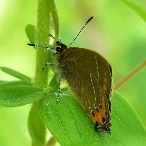 Black Hairstreak - photo 5