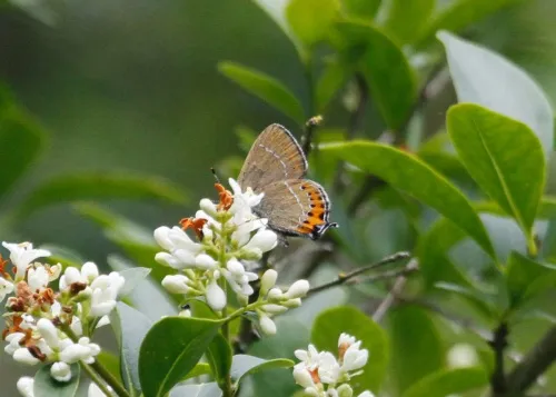 Black Hairstreak - photo 6
