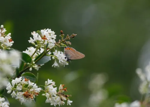 Black Hairstreak - photo 7