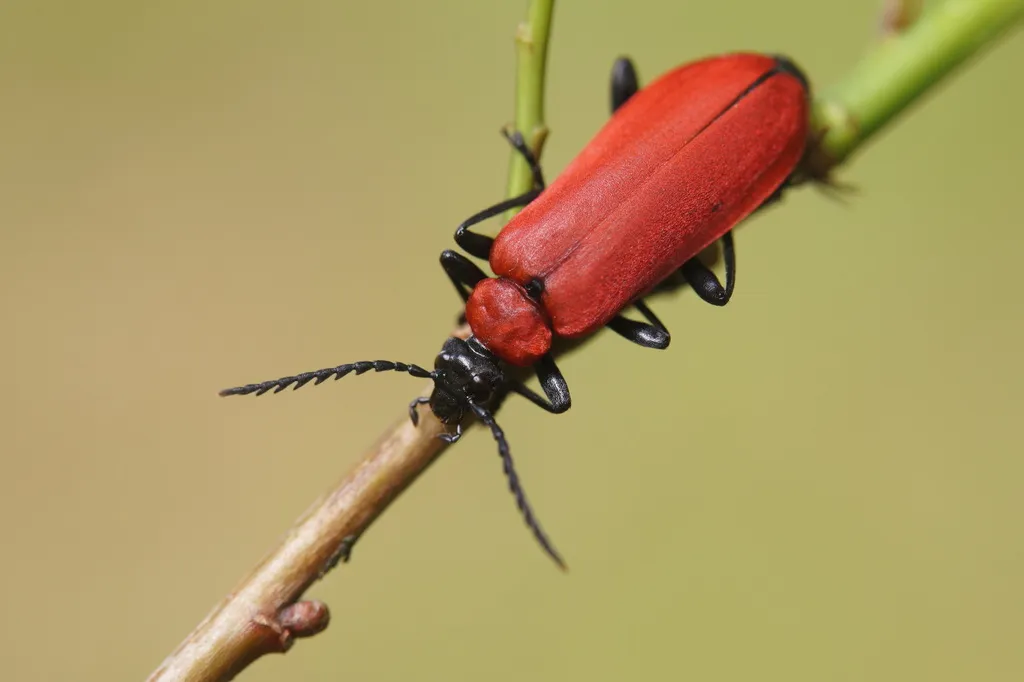 Black-headed Cardinal Beetle - photo 2