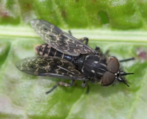 Black-horned Cleg