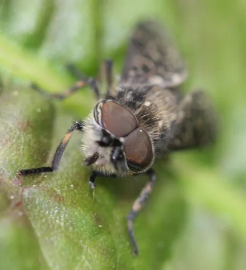 Black-horned Cleg - photo 2