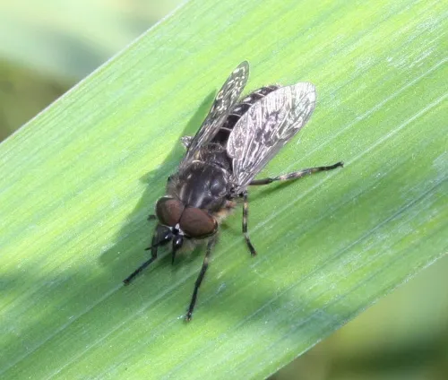Black-horned Cleg - photo 3
