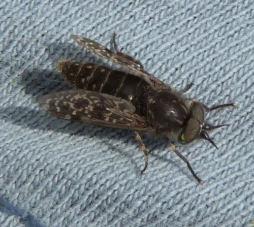 Black-horned Cleg - photo 4