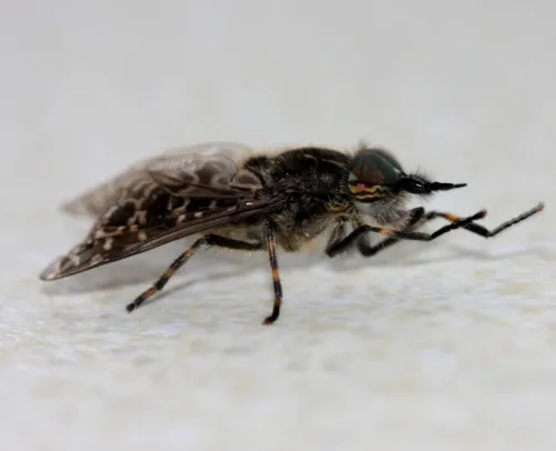 Black-horned Cleg - photo 5