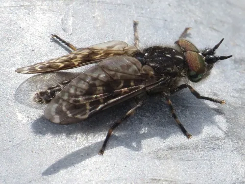 Black-horned Cleg - photo 6