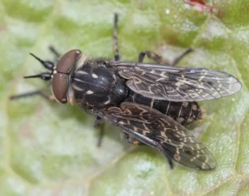 Black-horned Cleg - photo 7
