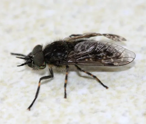 Black-horned Cleg - photo 8