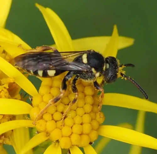 Black-horned Nomad Bee