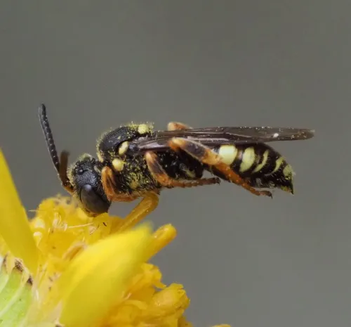 Black-horned Nomad Bee - photo 2