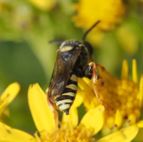 Black-horned Nomad Bee - photo 3