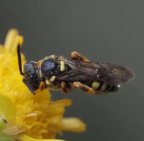 Black-horned Nomad Bee - photo 4