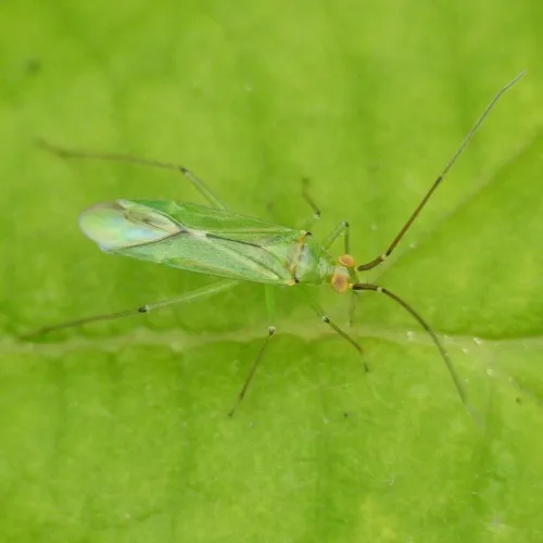 Black Kneed Capsid