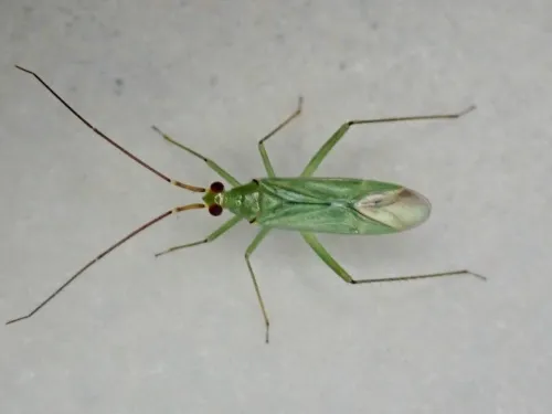 Black Kneed Capsid - photo 5
