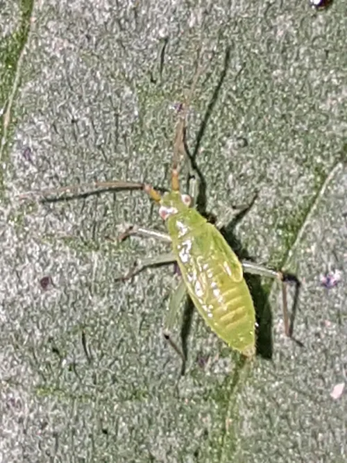 Black Kneed Capsid - photo 6