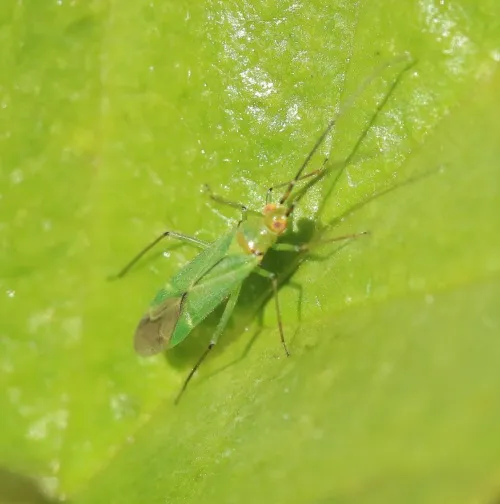 Black Kneed Capsid - photo 8