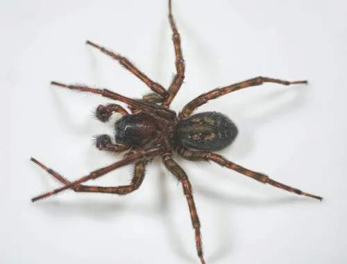 Black Lace-weaver Spider