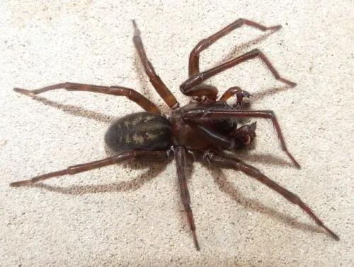 Black Lace-weaver Spider - photo 2