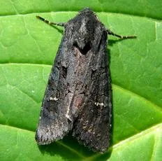Black Rustic - Aporophyla nigra