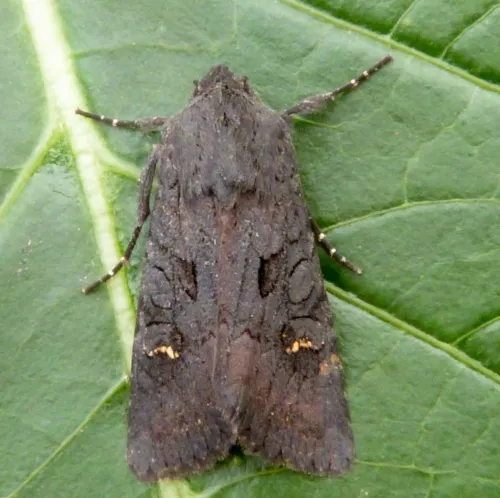 Black Rustic - photo 2
