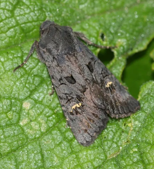 Black Rustic - photo 3