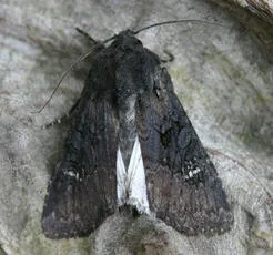 Black Rustic - photo 4