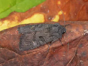 Black Rustic - photo 5