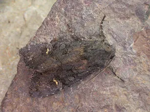 Black Rustic - photo 6