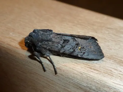 Black Rustic - photo 7