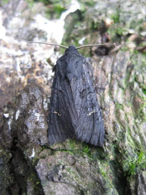 Black Rustic - photo 8