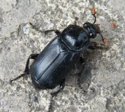 Black Sexton Beetle