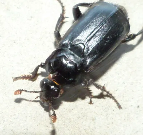Black Sexton Beetle - photo 2
