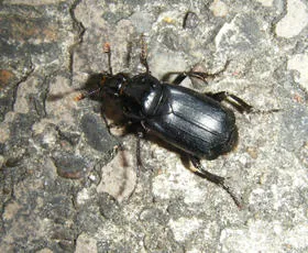 Black Sexton Beetle - photo 3