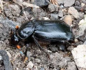 Black Sexton Beetle - photo 4