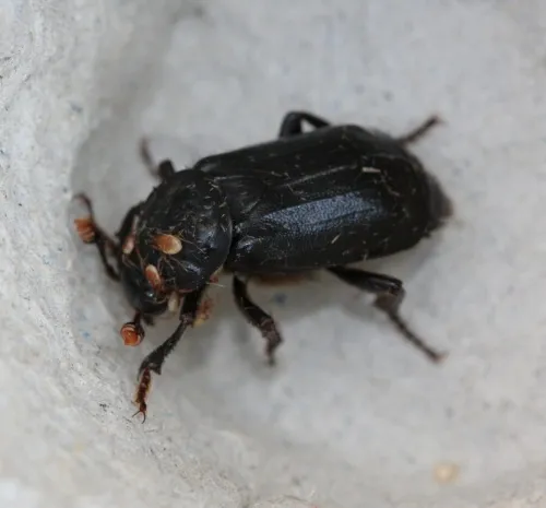 Black Sexton Beetle - photo 5