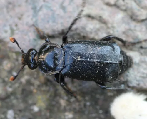Black Sexton Beetle - photo 6