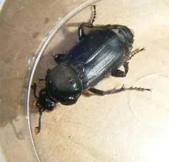 Black Sexton Beetle - photo 7